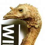 "wii" "wii"