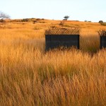 les maisons des oeuvres dans la savane